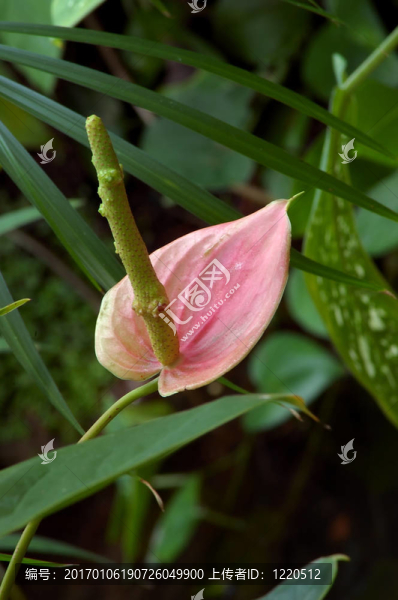 粉紅火鶴花百合