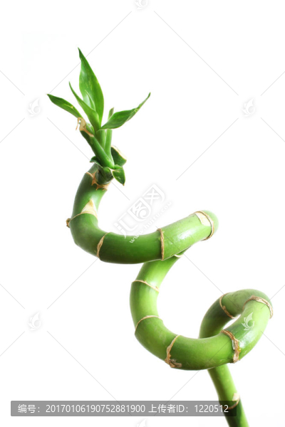 竹筍