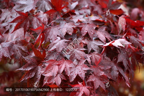紅楓葉1
