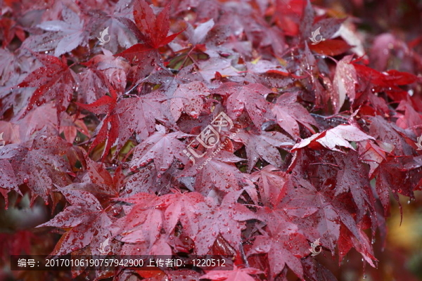 濕紅楓葉2