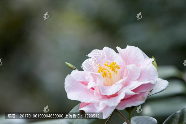 杜鵑花