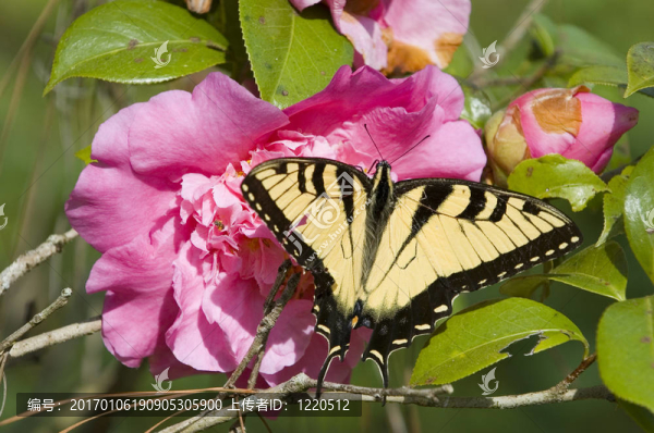 杜鵑花-匯圖網(wǎng) www.fosd68.com 杜鵑花