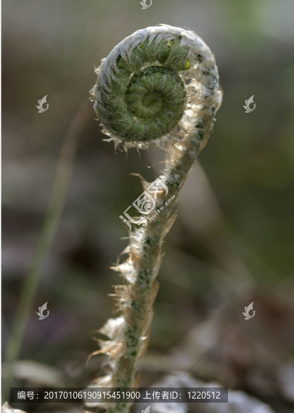 fiddlehead3