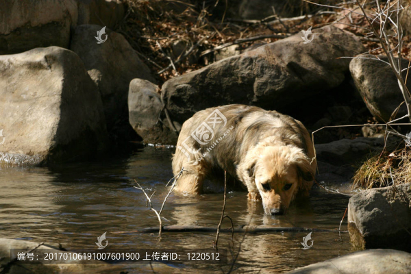 涉水