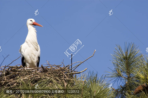 鶴；春天的象征。