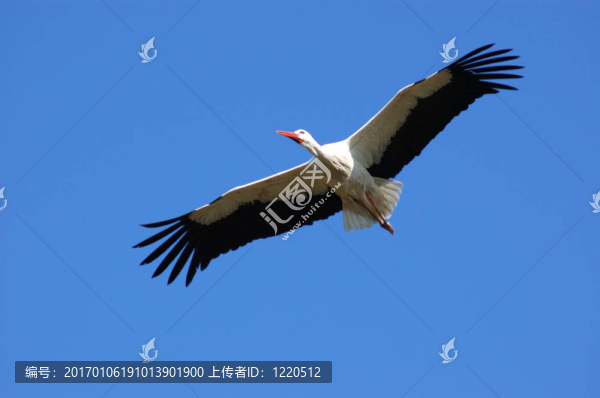 鶴；春天的象征。