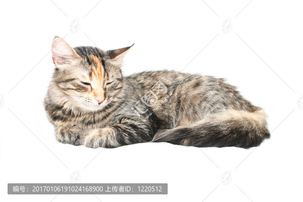 正在睡覺的貓