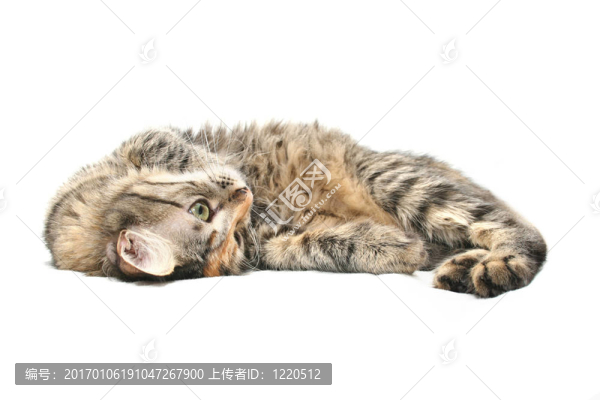 可愛的貓