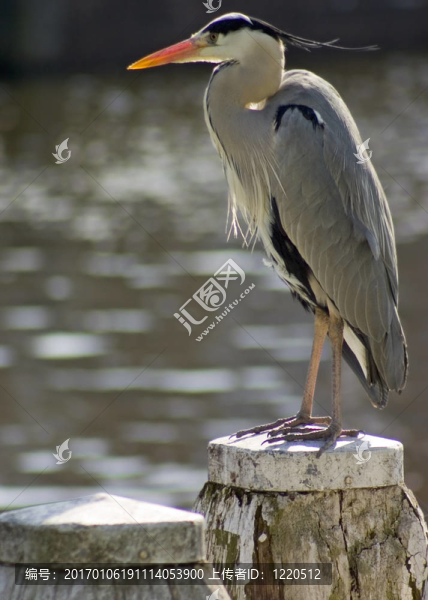 鳥在后