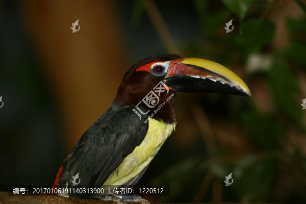 雙角犀鳥
