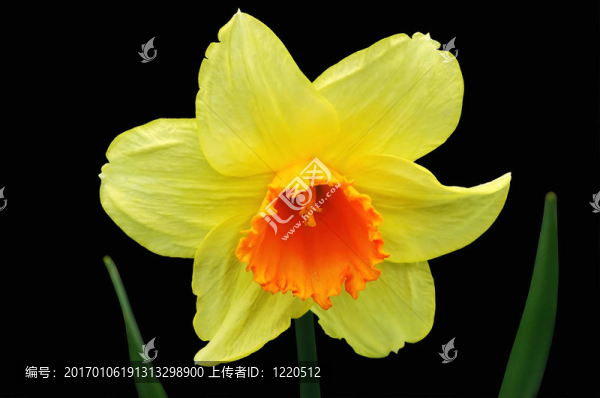水仙花