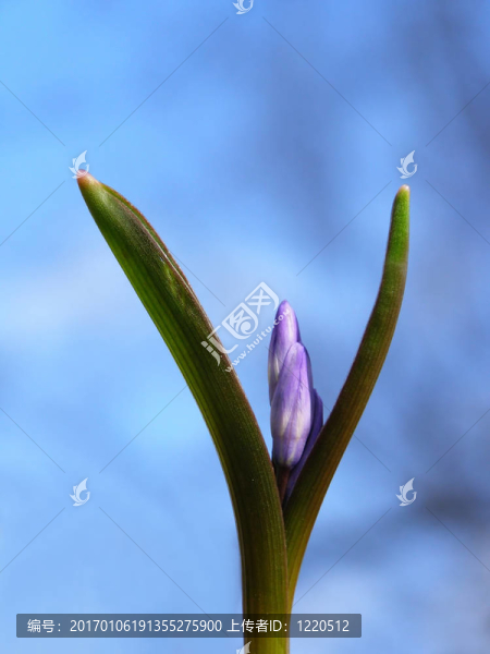 春天的花朵