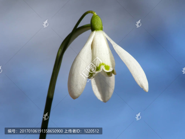 白色的雪花蓮