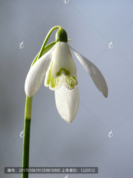 白色的雪花蓮
