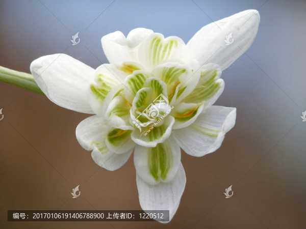 白色的雪花蓮