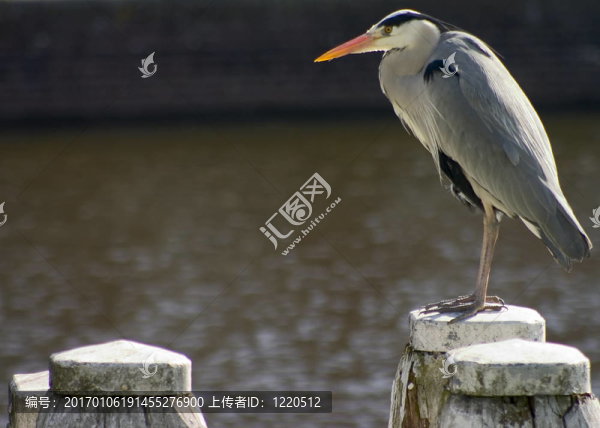 鳥后2-匯圖網(wǎng) www.fosd68.com 鳥后2