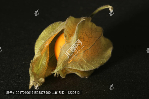 酸漿
