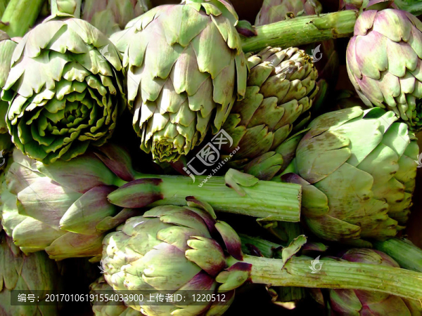 洋薊-匯圖網(wǎng) www.fosd68.com 洋薊