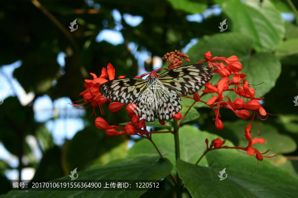 蝴蝶1