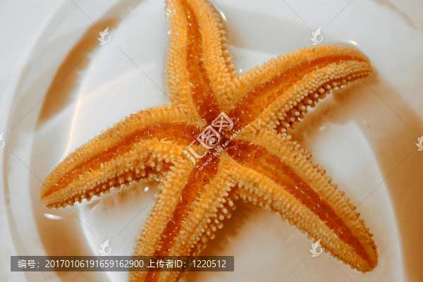 海星