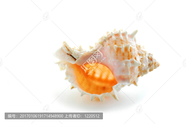 海貝殼