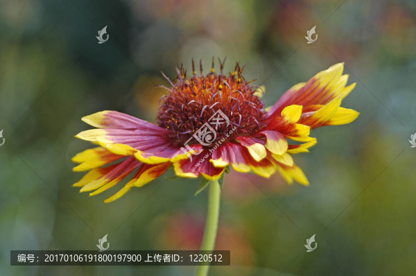 花側(cè)視圖