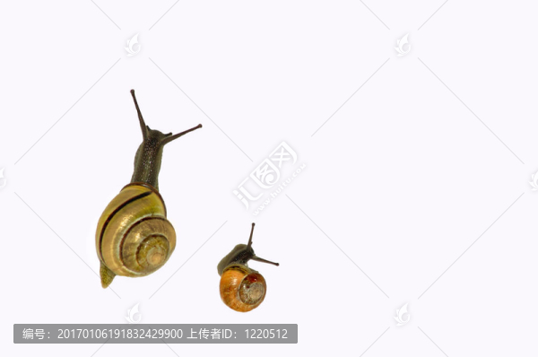 兩個(gè)可愛(ài)的蝸牛在孤立的背景