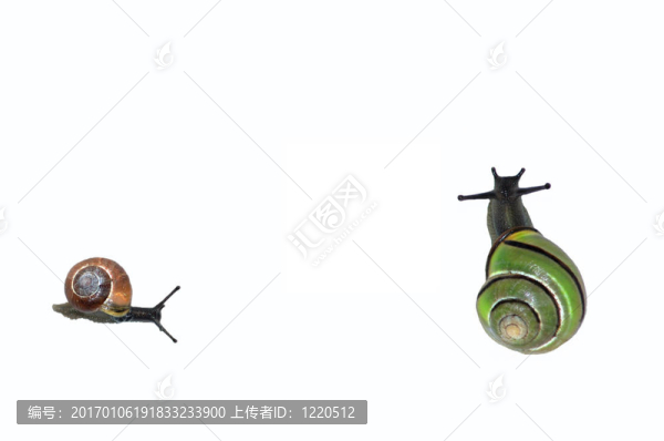 兩個彩色蝸牛在白色孤立的背景上爬行