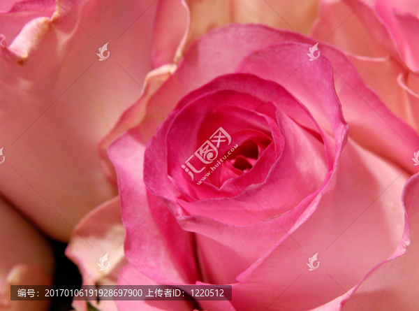 花1-匯圖網(wǎng) www.fosd68.com 花1