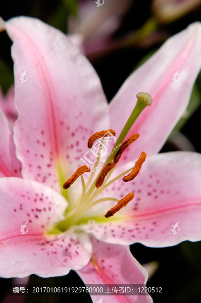 花3