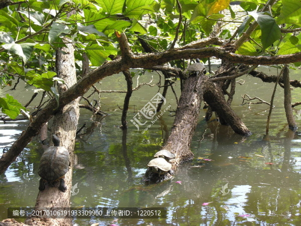 海龜休息-匯圖網(wǎng) www.fosd68.com 海龜休息