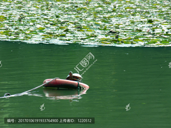 拯救海龜??！