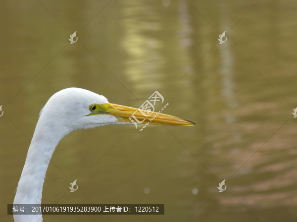 蒼鷺尋找FI