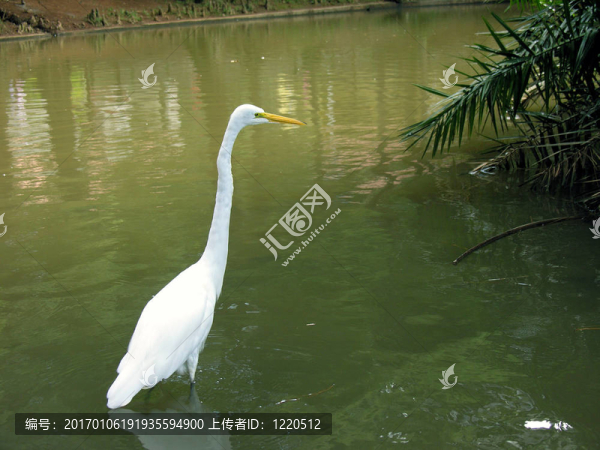 蒼鷺看魚2