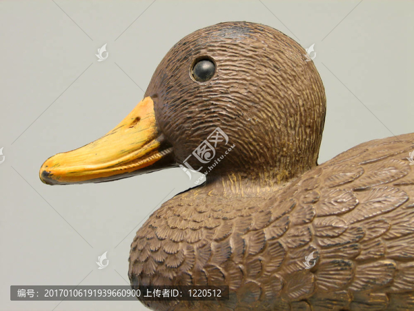 誘餌鴨剖面-匯圖網(wǎng) www.fosd68.com 誘餌鴨剖面