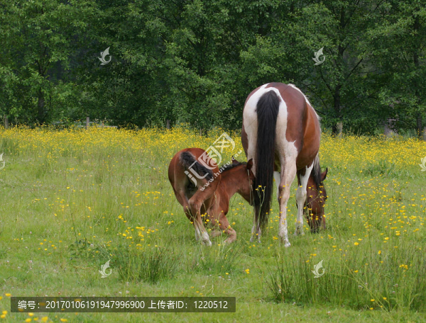 母馬和小馬駒