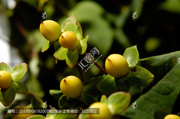 花5