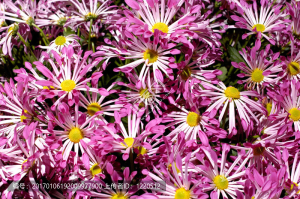 Flowers,11