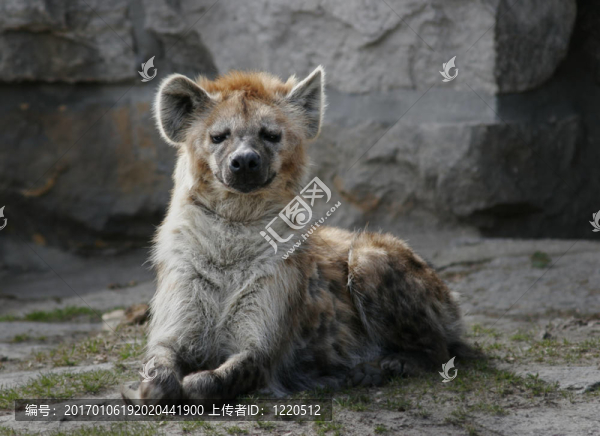 spottedhyena