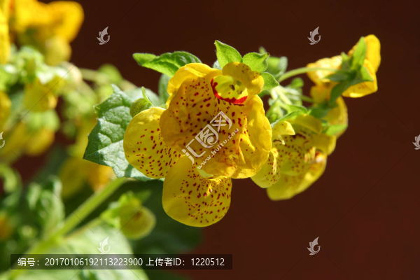蒲包花