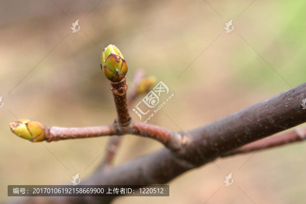 芽
