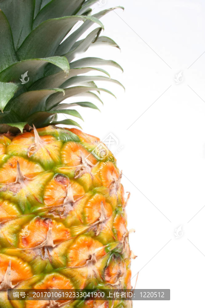 菠蘿