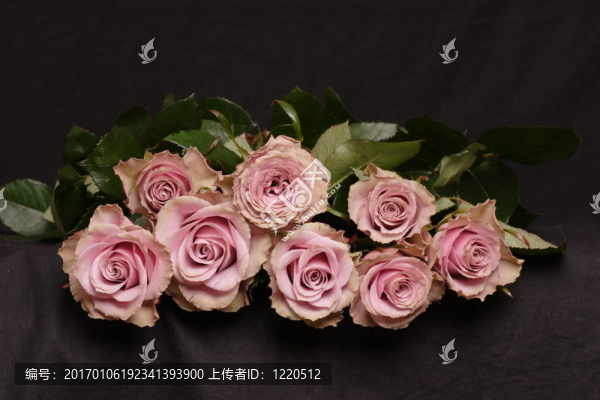 粉薔薇