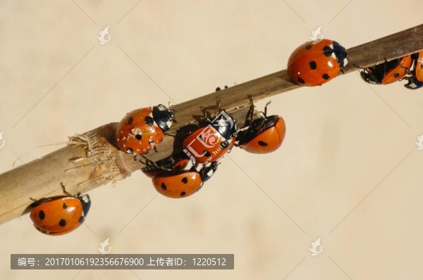 瓢蟲