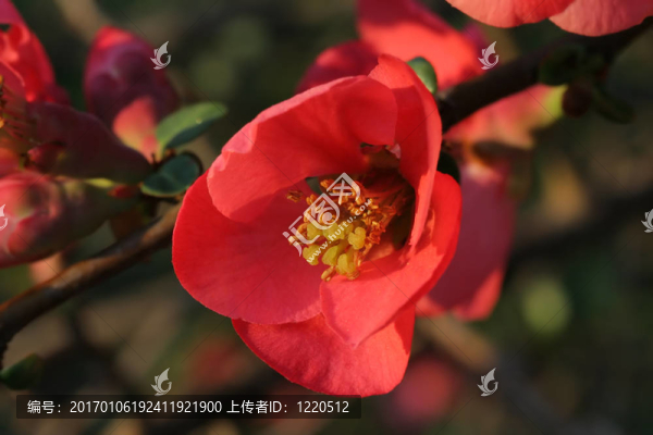木瓜
