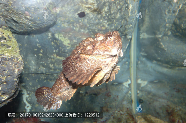 河豚魚