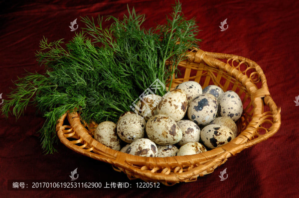 鵪鶉蛋1