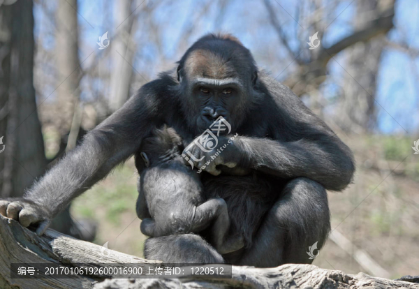保護(hù)Mother,Gorilla