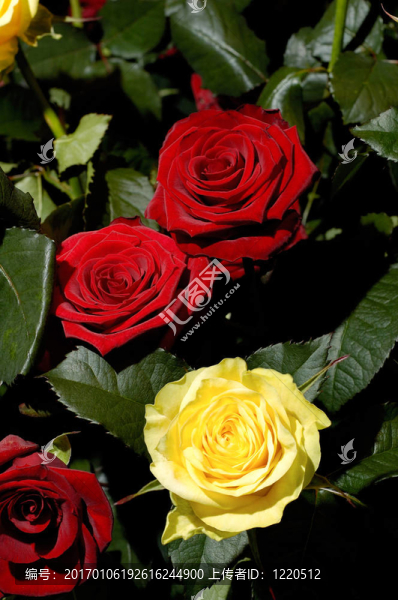 Flowers,24