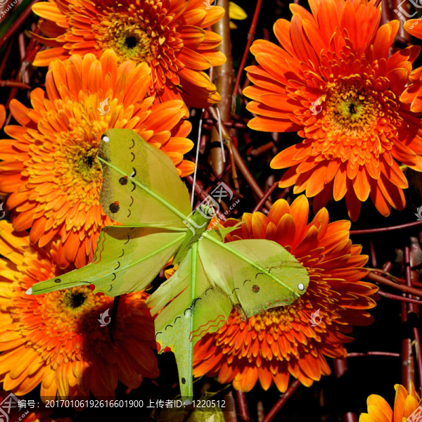 Flowers,25